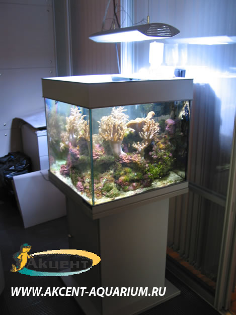 Акцент-аквариум,аквариум морской 120 литров прямоугольный